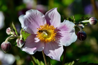 Common banded hoverfly