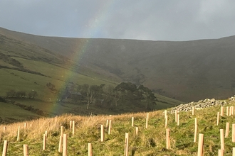 Tree Planting area with rainbow above creg y cowin 