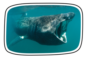 Basking shark in frame