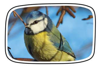 Blue Tit in Frame