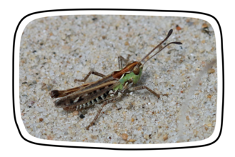 Lesser Mottled Grasshopper