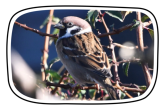 Tree Sparrow in Frame