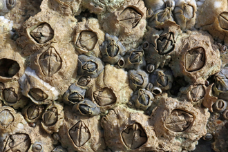 Invasive barnacles