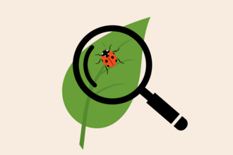 Magnifying glass over a ladybird on a leaf.