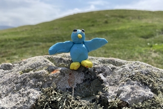 An image of a plasticine bird on a hill 