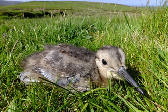  Curlew chick (Manx: Crottag).  Red-listed as of greatest conservation concern. There are now very few nesting sites left due to reduced suitable habitat. (Credit: James Leanard.)