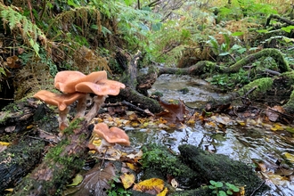 An image of the curragh (willow carr wet woodland) at Ballacojeen, showing a gently flowing stream, ferns, willows and fungi on deadwood.