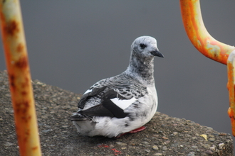 Black Guillemot