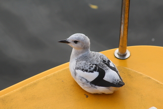 Black Guillemot