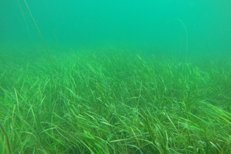 Sea Grass 