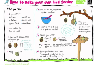 How to make a bird feeder