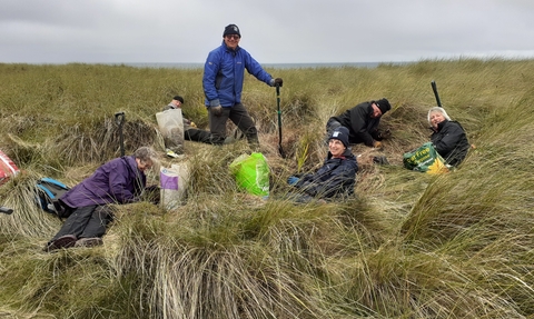 Muckers digging Montbretia