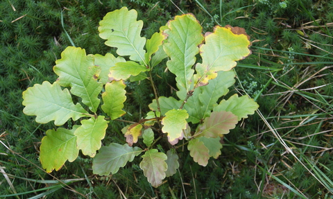 A young oak tree in a woodland 