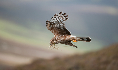 Hen Harrier Mark Hamblin | 2020VISION