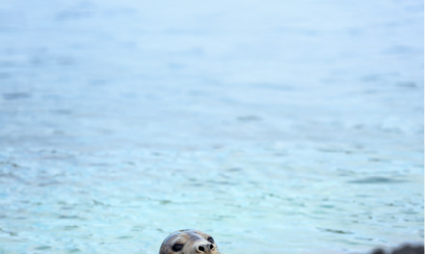 Seal looking