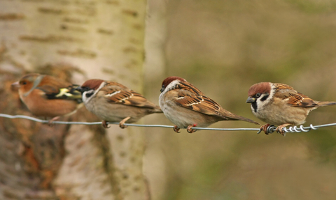 Tree sparrows