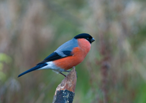 Roger Brook - the no dig gardener: Attracting bullfinches to the garden