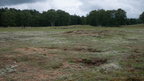 Lowland dry acid grassland