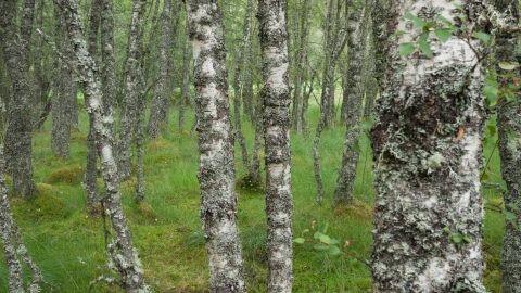 Upland birch wood | Manx Wildlife Trust