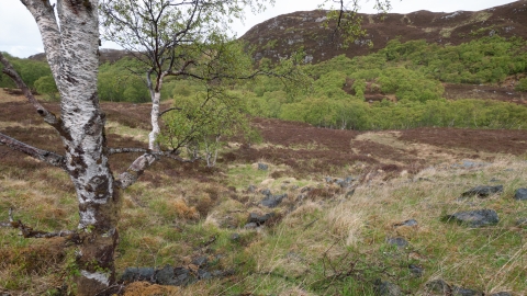 Upland birch wood | Manx Wildlife Trust