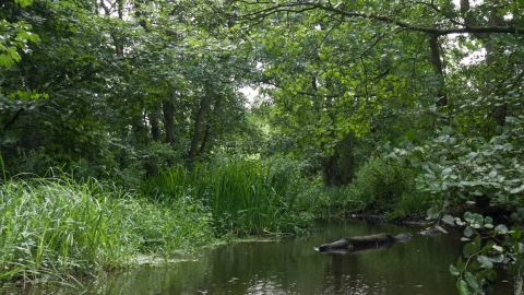 Wet woodland