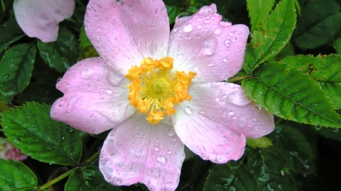 Dog-rose