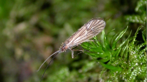 Land caddis male