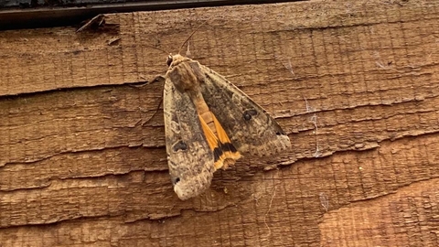 Large yellow underwing