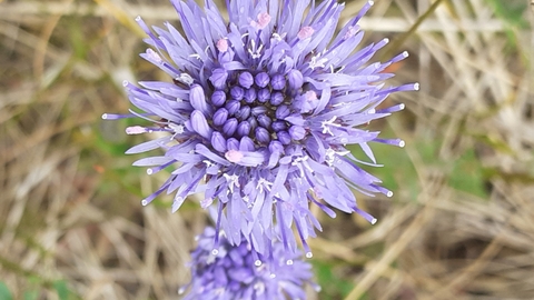 Miss Guyler's Meadow