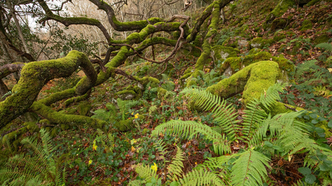 A bright green fern sprawls across the floor of a UK rainforest, with moss-coated trees in the background