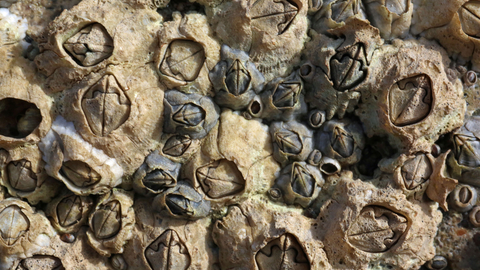 Invasive barnacles