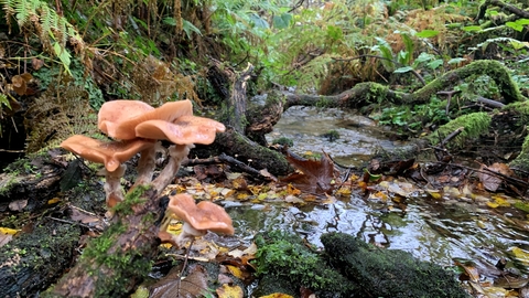 An image of the curragh (willow carr wet woodland) at Ballacojeen, showing a gently flowing stream, ferns, willows and fungi on deadwood.