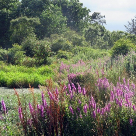 Ballachurry reserve