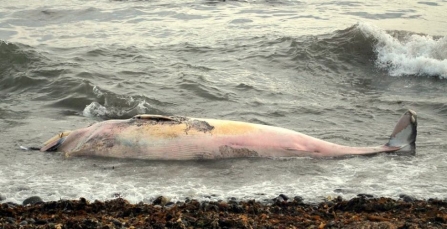 Dead marine megafauna strandings