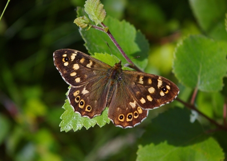 Speckled wood