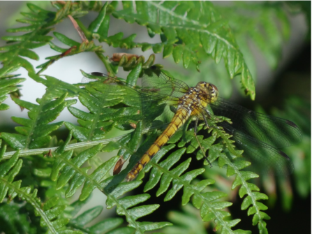 Common Darter