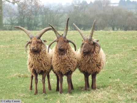 Manx Loaghtan