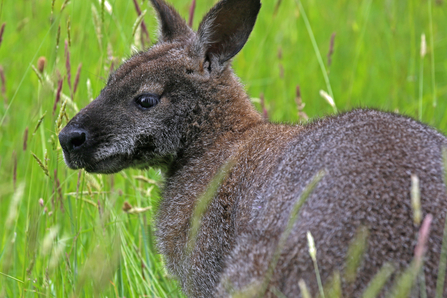 Wallaby at Close Sartfield