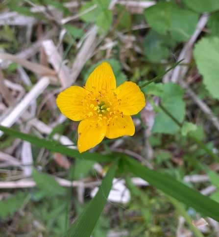 Marsh Marigold 