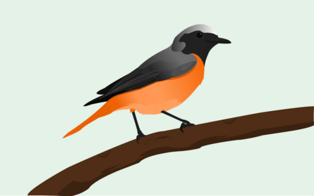 Redstart