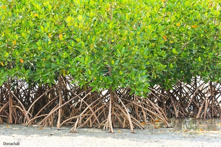 mangrove