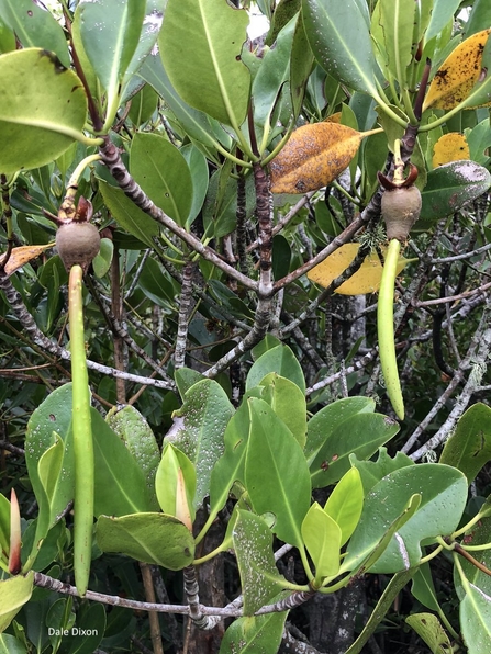 Mangrove