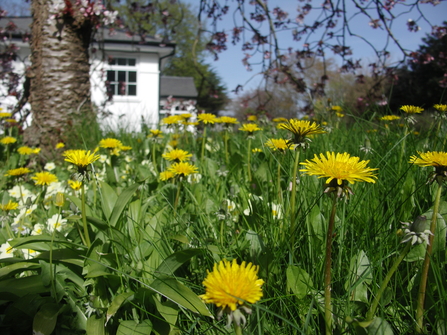 Forestry office Lawn 