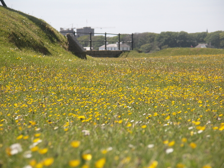 Bulbous buttercups in lawn