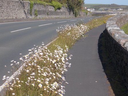 Ox-eye Daisies on roadside