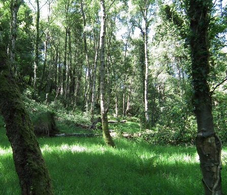 Birch Woodland in Ramsey Forest 