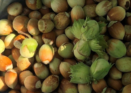 Hazel nuts Harvested from Crossags 