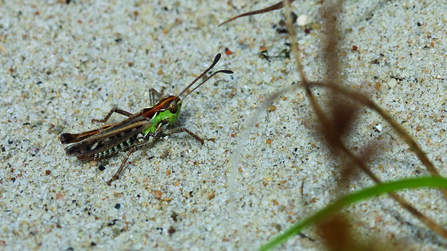 Lesser Mottled Grasshopper