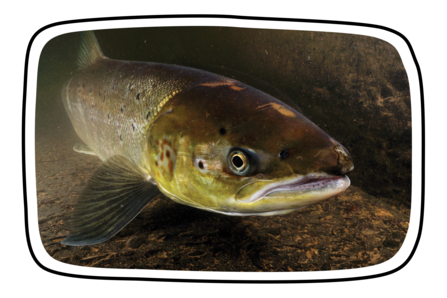 Atlantic Salmon in Frame