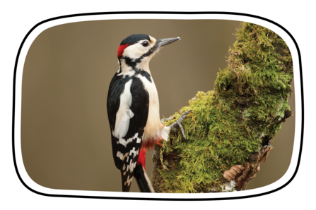 Great Spotted Woodpecker in frame